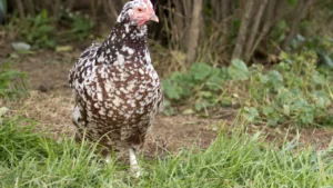 Why Is the Speckled Sussex So Spectacular