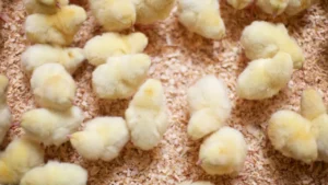 What Do Baby Chicks Eat?