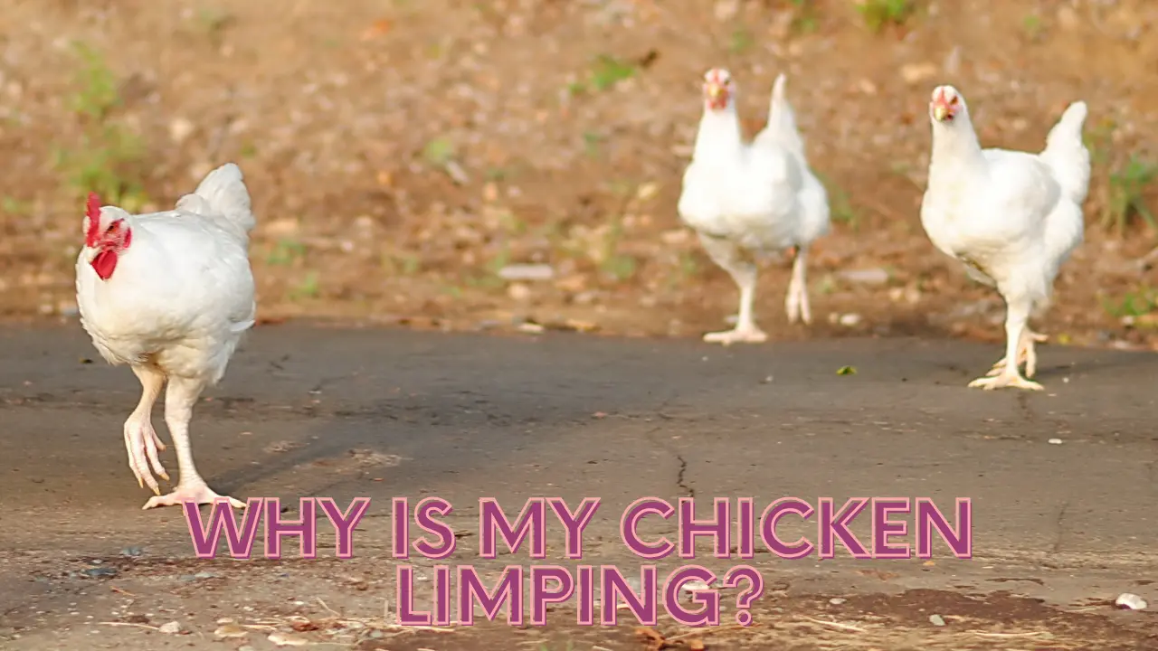 Why is My Chicken Limping?