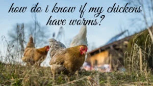 how do i know if my chickens have worms