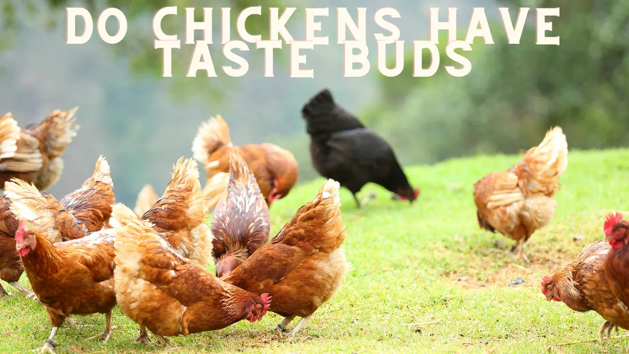 do chickens have taste buds?