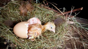 Why is My Chicken Limping?
