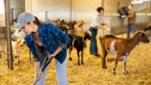 goat shelter ideas