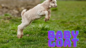 baby goat