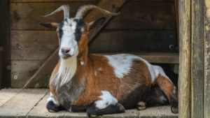 Goat Housing, Shelters, and Enclosures