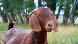 boer goats