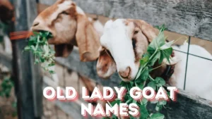 old lady goat names