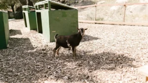 Movable Goat Shelters