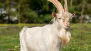kiko goats