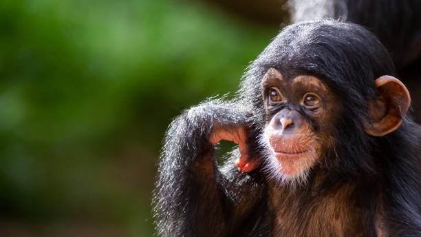 Can you describe the legal aspects of monkey rescue and rehabilitation?