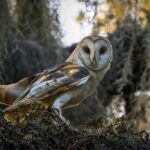Why are owl rescues crucial for the conservation of these birds?