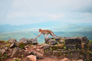 Why do some monkeys require specialized care after rescue?